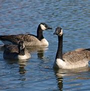 Image result for Canada Goose Species