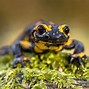 Image result for White Newt