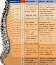 Image result for Spinal Nerve Function Chart