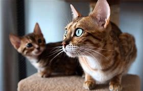 Image result for Top 5 Rarest Cats