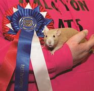 Image result for Russian Blue Fancy Rat