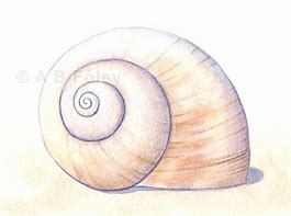 Image result for Shell Animals Art