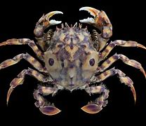 Image result for Crab Oreganata