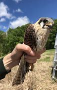 Image result for Kestrel