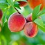 Image result for Peach Tree Blight