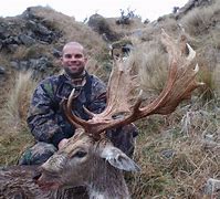 Image result for Fallow Deer in NZ