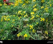 Image result for Flax Leaved Broom