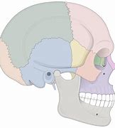 Image result for Human Skull Lateral View