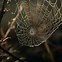 Image result for Spider Web Texture