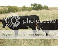 Image result for Cow with Broken Leg