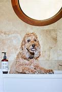 Image result for Econazole Nitrate Pet Shampoo