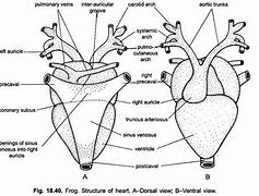 Image result for Frog Circulatory System Diagram