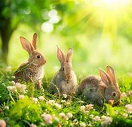 Image result for Rabbit Desktop