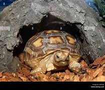 Image result for Turtle House