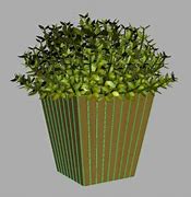 Image result for Buxus Box Plant