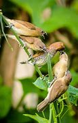 Image result for Flock of Sparrows