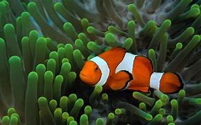 Image result for Wallpapers for Desktop Ocean Fish