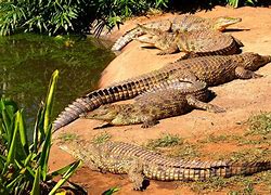 Image result for Fotos De Reptiles