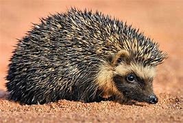 Image result for Southern African Hedgehog