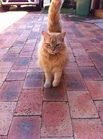 Image result for Fluffy Ginger Cat