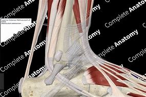 Image result for Lateral Ankle Retinaculum