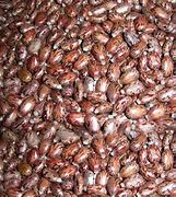 Image result for Ethiopian Castor Seeds