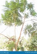 Image result for sub-Saharan Trees