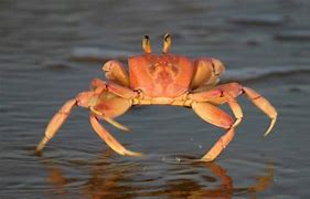 Image result for What Does Crabs Look Like On Skin