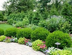 Image result for Landscape Shrubs and Bushes