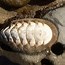 Image result for Chiton Wetlands