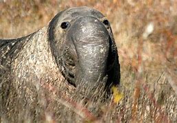 Image result for Elephant Seal Nose