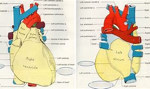 Image result for Atrioventricular Coronary Sulcus