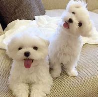 Image result for Cute Little Maltese Puppies