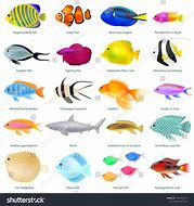 Image result for Sebal Fish