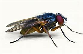 Image result for Fly Side View