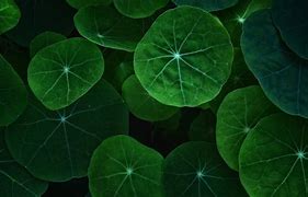 Image result for Leaf Wallpaper