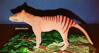 Image result for Dasyuromorphia