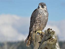 Image result for Falcon Bird Identification