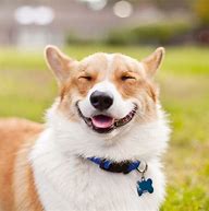 Image result for Big Smiling Dog