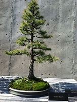 Image result for Bonsai Pine Tree