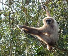 Image result for Lar Gibbon