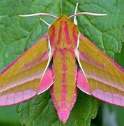 Image result for Tarantula Moth