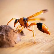 Image result for Mud Wasp Eggs