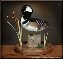 Image result for Standing Hooded Merganser