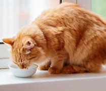 Image result for Cat Kidney Disease