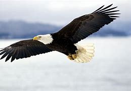 Image result for Bald Headed Eagle