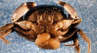 Image result for Crabs Infection