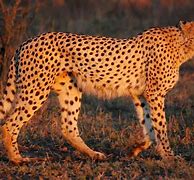 Image result for Deadly Cheetahs