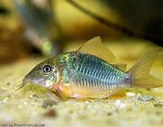 Image result for Freshwater Fish with Whiskers