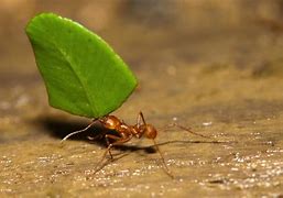 Image result for Leaf Cutter Ant Holes